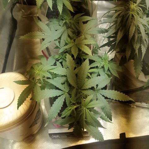 WR ( данные неизвестны )  growlog timeline photo
