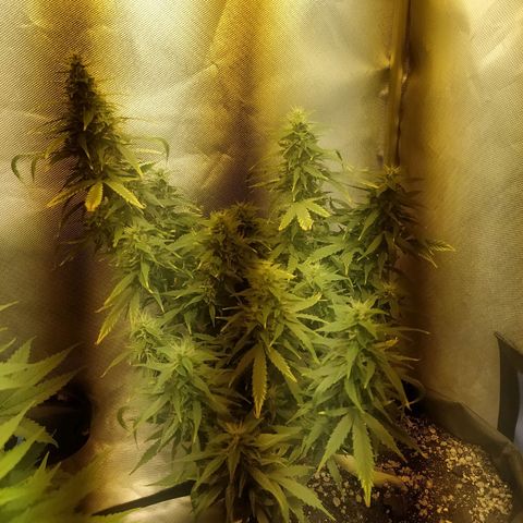 Марта growlog timeline photo