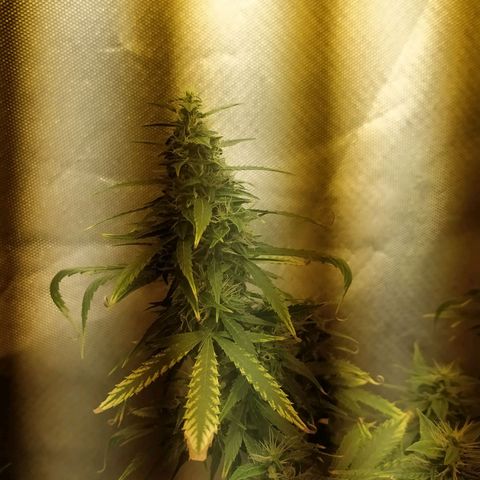 Марта growlog timeline photo