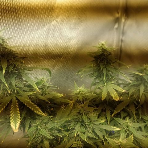 Марта growlog timeline photo
