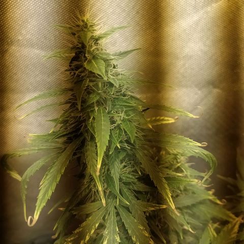 Марта growlog timeline photo