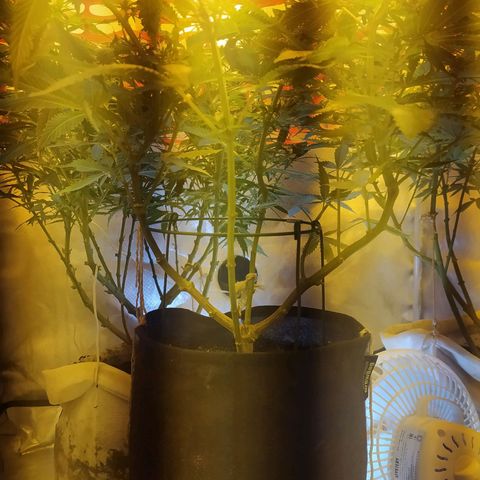 WR ( данные неизвестны )  growlog timeline photo
