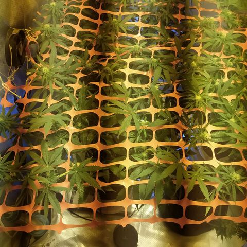 WR ( данные неизвестны )  growlog timeline photo