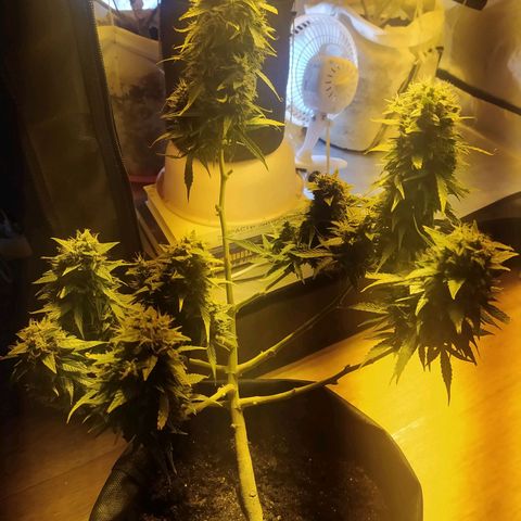 Марта growlog timeline photo