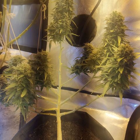 Марта growlog timeline photo