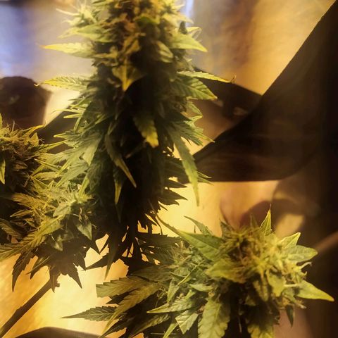 Марта growlog timeline photo
