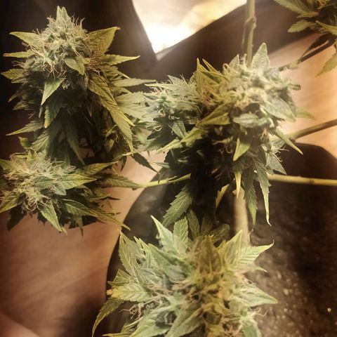 Марта growlog timeline photo