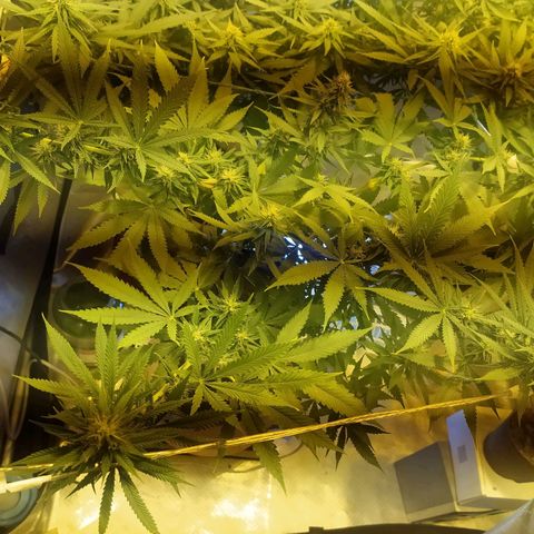WR ( данные неизвестны )  growlog timeline photo