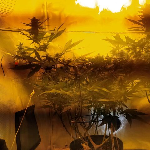 WR ( данные неизвестны )  growlog timeline photo