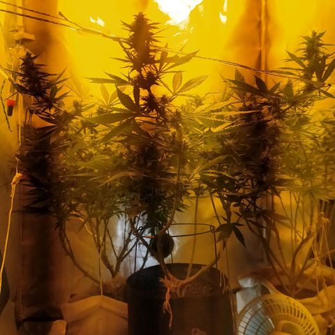 WR ( данные неизвестны )  growlog timeline photo