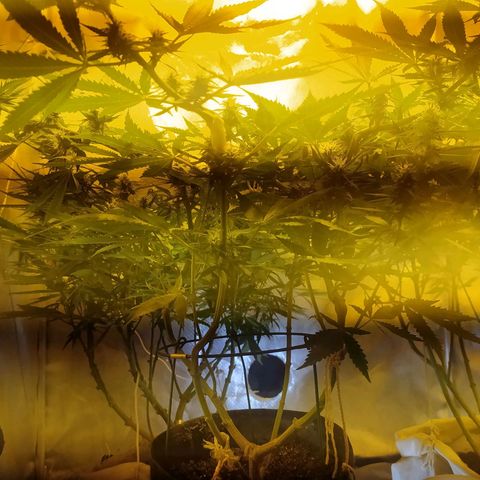 WR ( данные неизвестны )  growlog timeline photo
