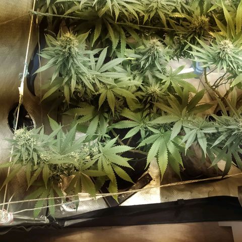WR ( данные неизвестны )  growlog timeline photo