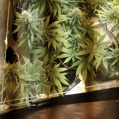WR ( данные неизвестны )  growlog timeline photo