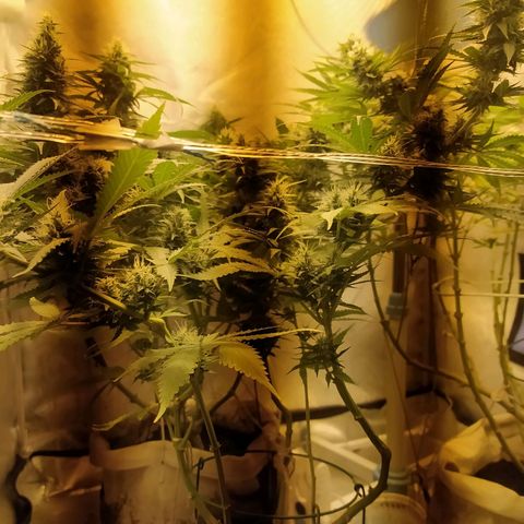 WR ( данные неизвестны )  growlog timeline photo