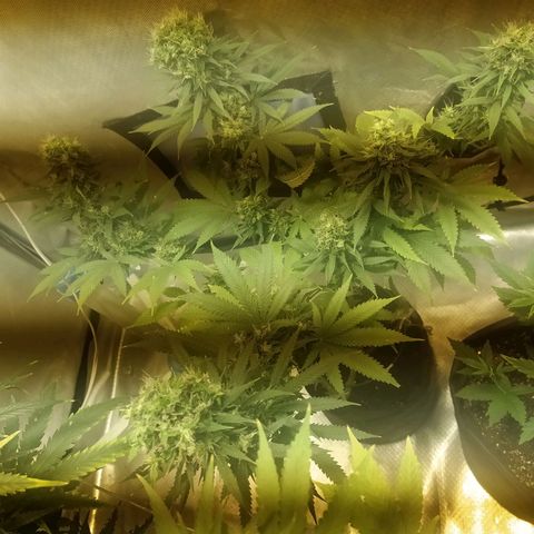 WR ( данные неизвестны )  growlog photo: Бадбилдинг