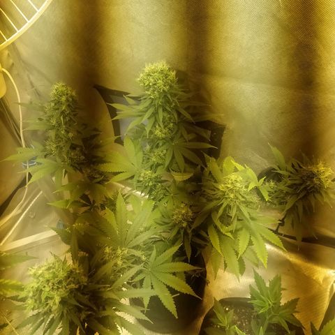 WR ( данные неизвестны )  growlog photo: Бадбилдинг