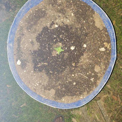 S.S. #1 growlog timeline photo
