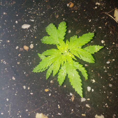 S.S. #1 growlog timeline photo