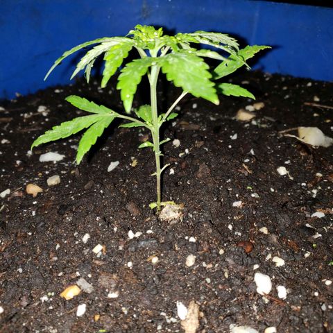 S.S. #1 growlog timeline photo