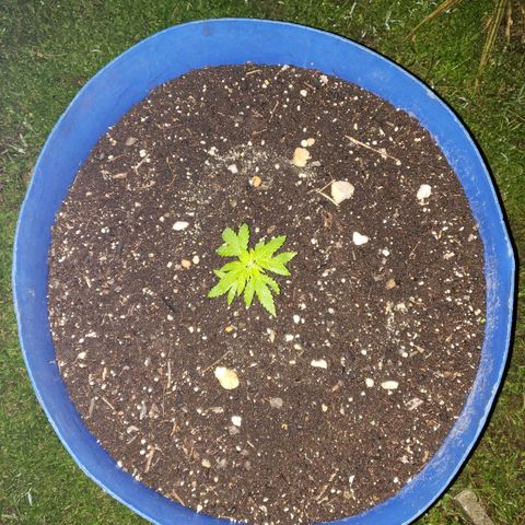 S.S. #1 growlog timeline photo
