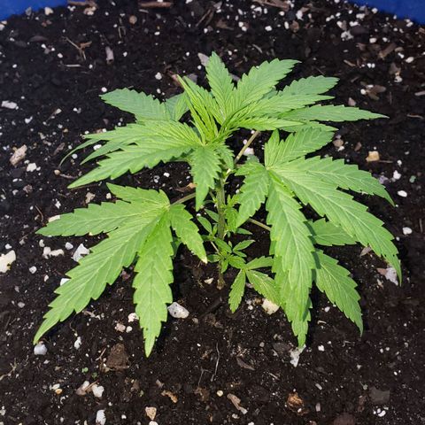 S.S. #1 growlog timeline photo
