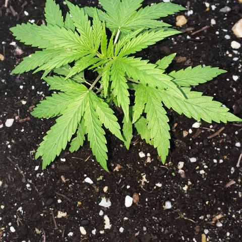 S.S. #1 growlog timeline photo