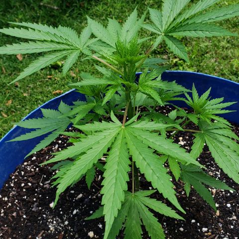 S.S. #1 growlog timeline photo