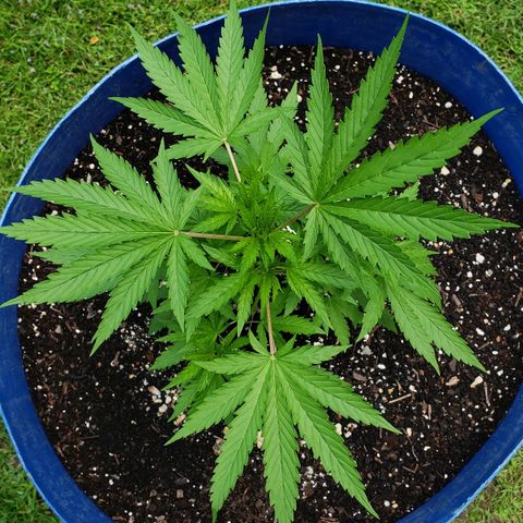 S.S. #1 growlog timeline photo