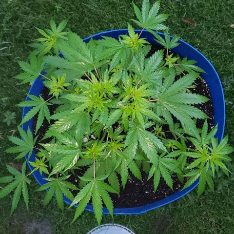 S.S. #1 growlog timeline photo