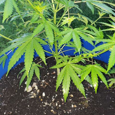 S.S. #1 growlog timeline photo