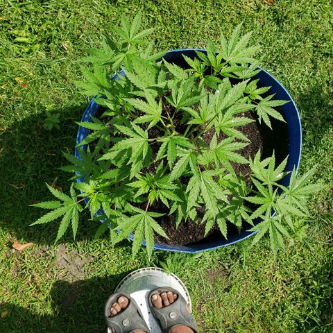 S.S. #1 growlog timeline photo