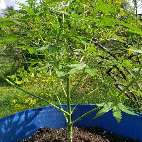 S.S. #1 growlog timeline photo