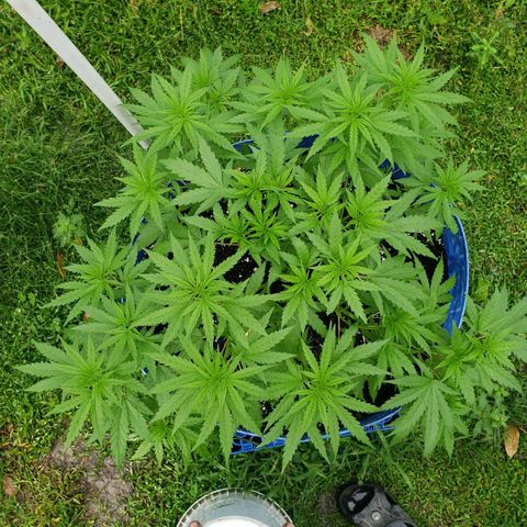 S.S. #1 growlog timeline photo