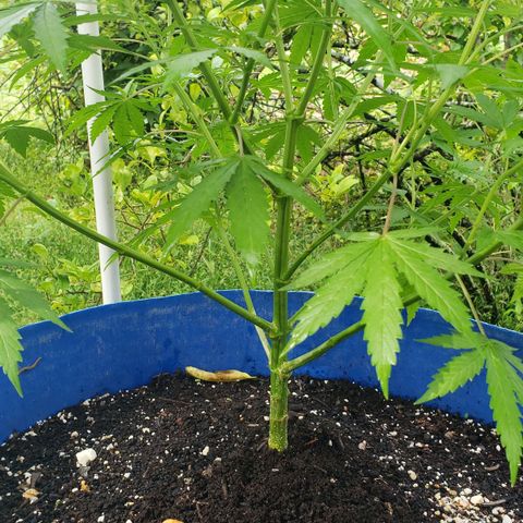 S.S. #1 growlog timeline photo