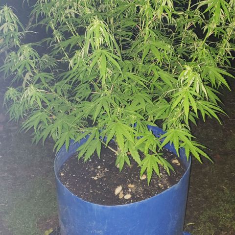 S.S. #1 growlog timeline photo