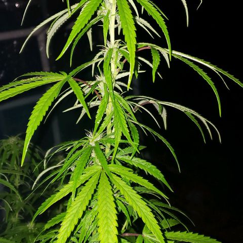 S.S. #1 growlog timeline photo