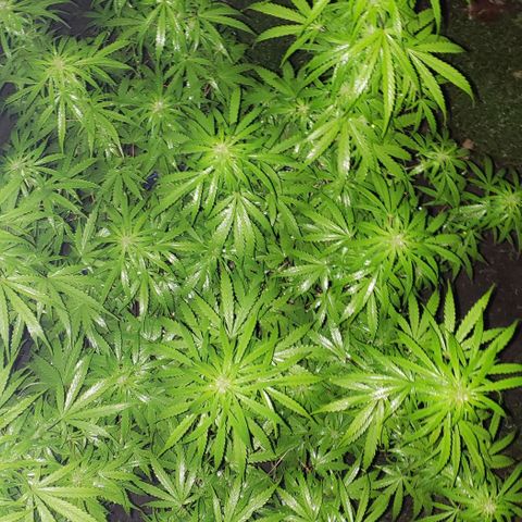 S.S. #1 growlog timeline photo