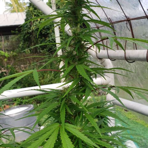 S.S. #1 growlog timeline photo