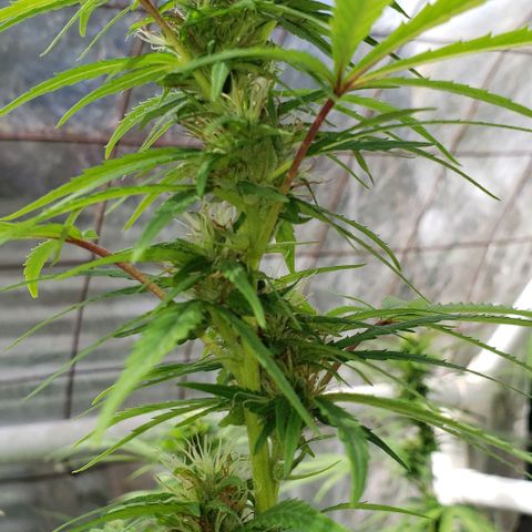 S.S. #1 growlog timeline photo