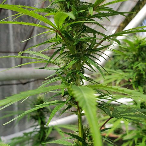 S.S. #1 growlog timeline photo