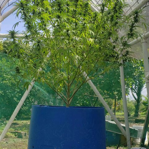 S.S. #1 growlog timeline photo