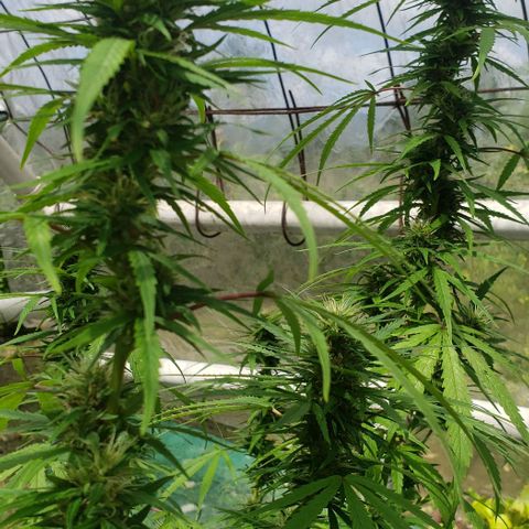 S.S. #1 growlog timeline photo