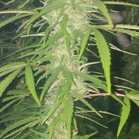 S.S. #1 growlog timeline photo