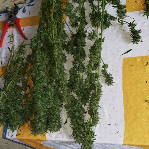 S.S. #1 growlog timeline photo