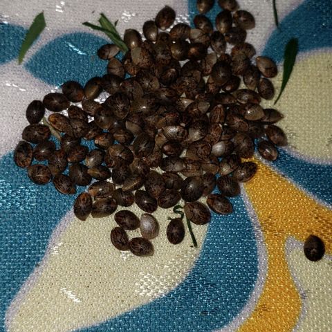 S.S. #1 growlog timeline photo