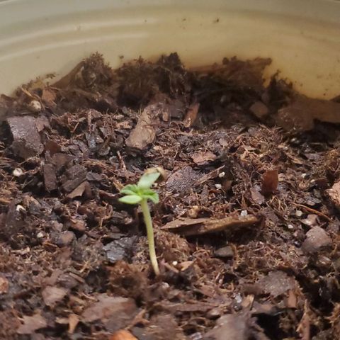 Tati's wedding cake 🎂  growlog timeline photo