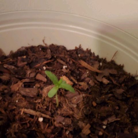 Tati's wedding cake 🎂  growlog photo: Getting big