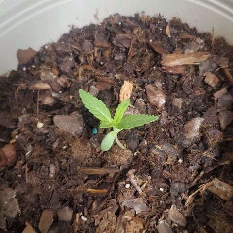 Tati's wedding cake 🎂  growlog timeline photo