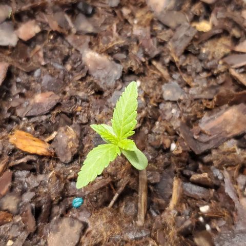 Tati's wedding cake 🎂  growlog timeline photo