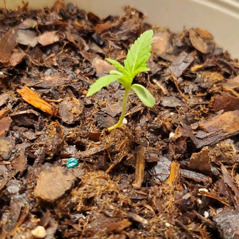 Tati's wedding cake 🎂  growlog timeline photo